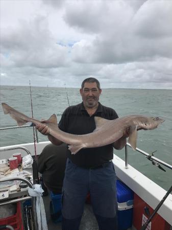 21 lb 7 oz Starry Smooth-hound by Unknown