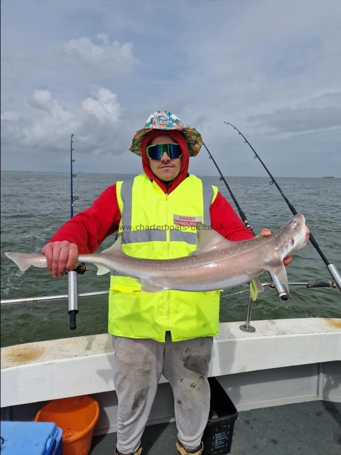 9 lb Smooth-hound (Common) by Ryan