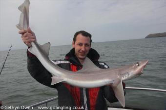 14 lb Starry Smooth-hound by Mark