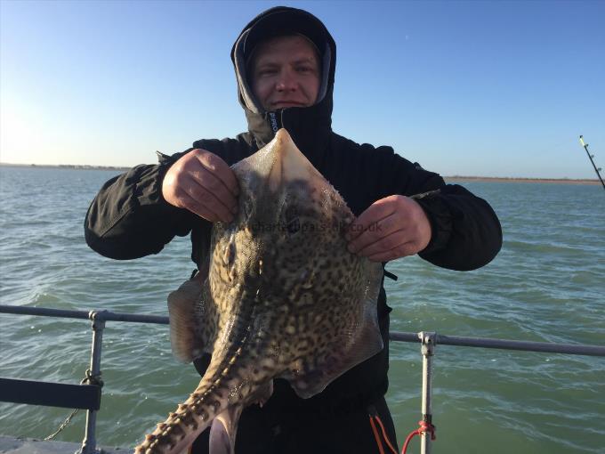 12 lb Thornback Ray by Unknown