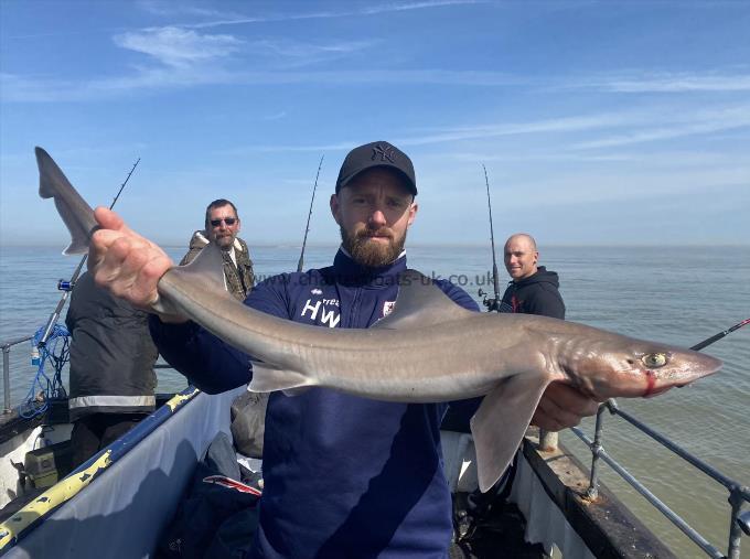 6 lb Smooth-hound (Common) by Unknown
