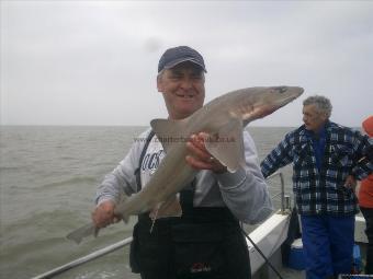 11 lb 12 oz Starry Smooth-hound by brad jones