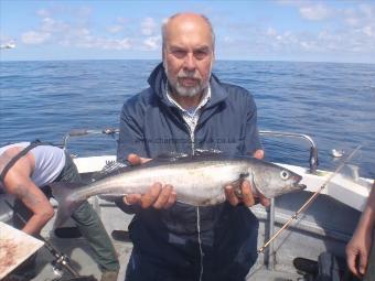 3 lb 5 oz Coalfish (Coley/Saithe) by Alan Adams from Whitby.