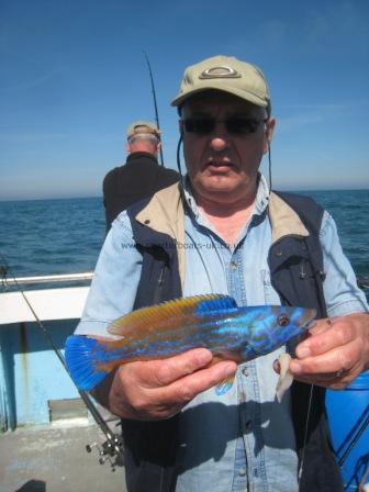 1 lb Cuckoo Wrasse by Another of Mconnels mates