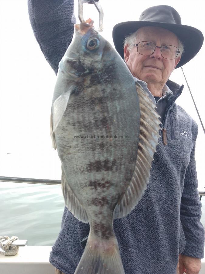 1 lb Black Sea Bream by Unknown