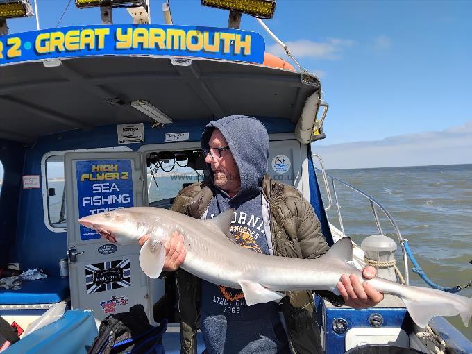 14 lb Starry Smooth-hound by Virginis