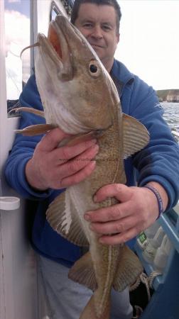 7 lb 6 oz Cod by a nice cod caught by paul from driffield