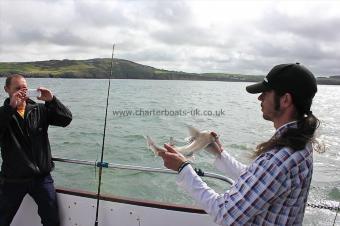 5 lb Starry Smooth-hound by Carl