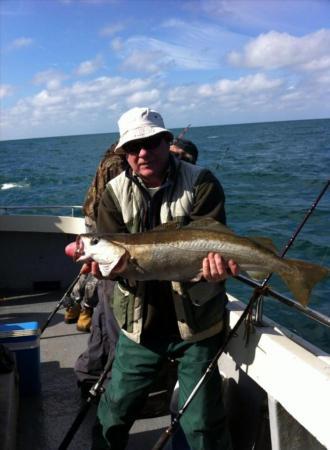 8 lb 12 oz Pollock by Unknown