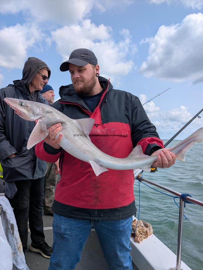 8 lb Starry Smooth-hound by Unknown