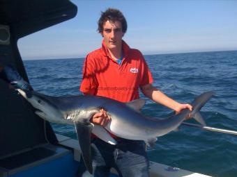 60 lb Blue Shark by Unknown