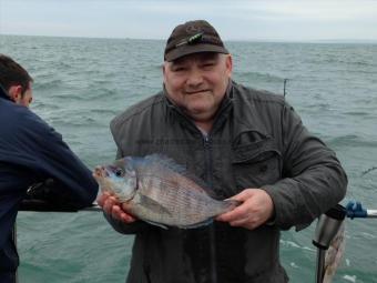 2 lb Black Sea Bream by Unknown