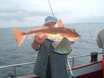 6 lb Tub Gurnard by Unknown