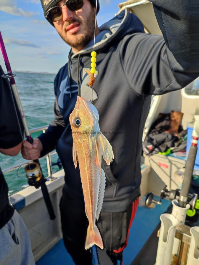 12 oz Grey Gurnard by George