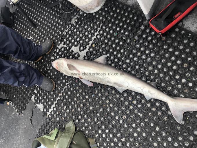 28 lb Tope by Unknown