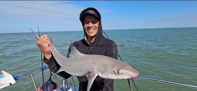10 lb Smooth-hound by Darren