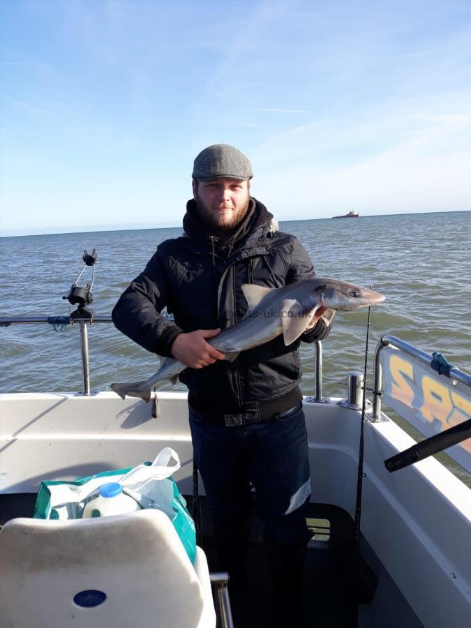 7 lb Starry Smooth-hound by dave