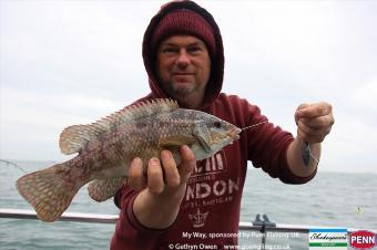 2 lb Ballan Wrasse by Shaun