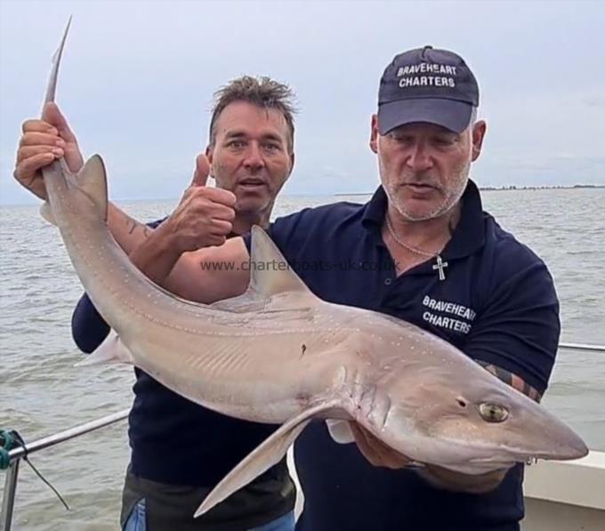 21 lb 10 oz Starry Smooth-hound by Unknown