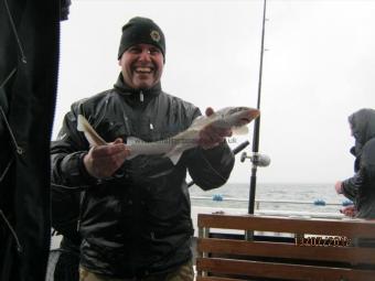 5 lb Starry Smooth-hound by Unknown