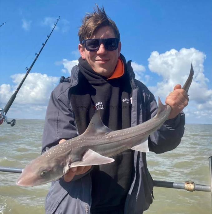 5 lb Smooth-hound by Unknown