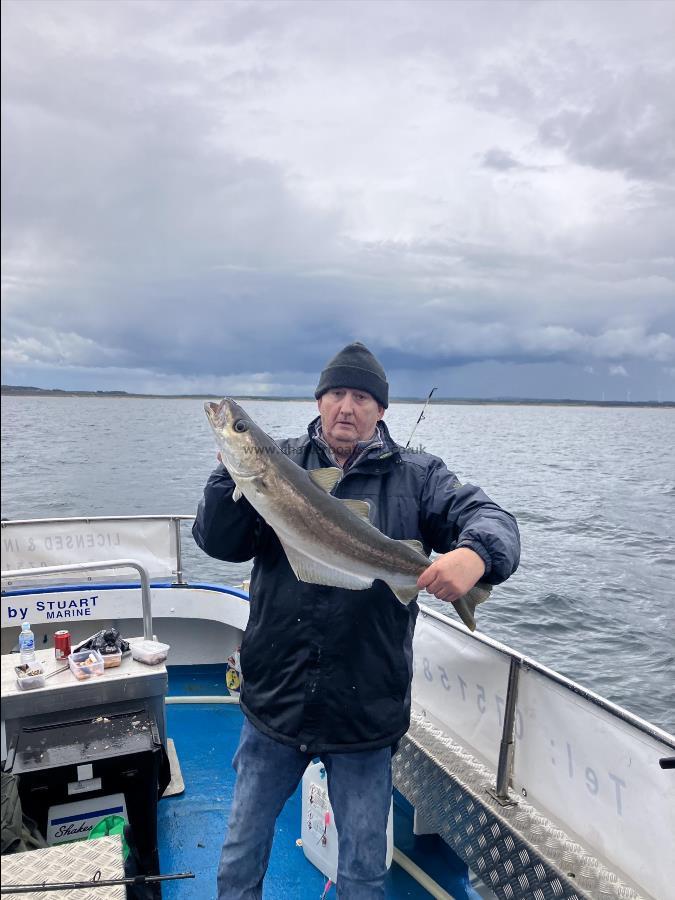 9 lb Pollock by Unknown