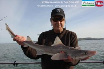 5 lb Starry Smooth-hound by Steve