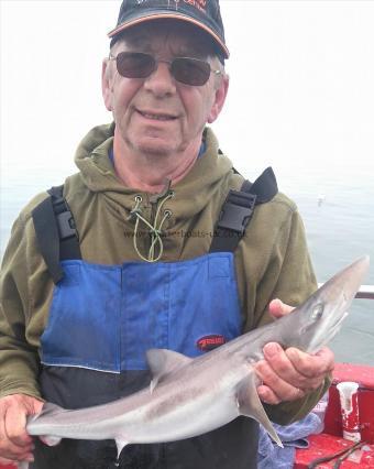 4 lb Smooth-hound (Common) by ron