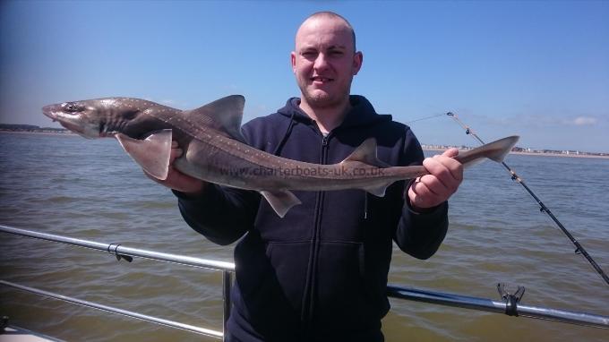 7 lb 8 oz Starry Smooth-hound by Bob Marshall