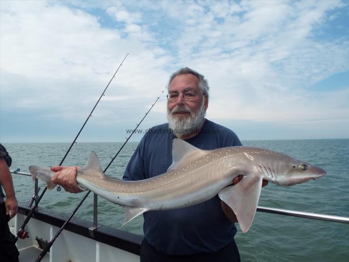 2 oz Smooth-hound by Unknown