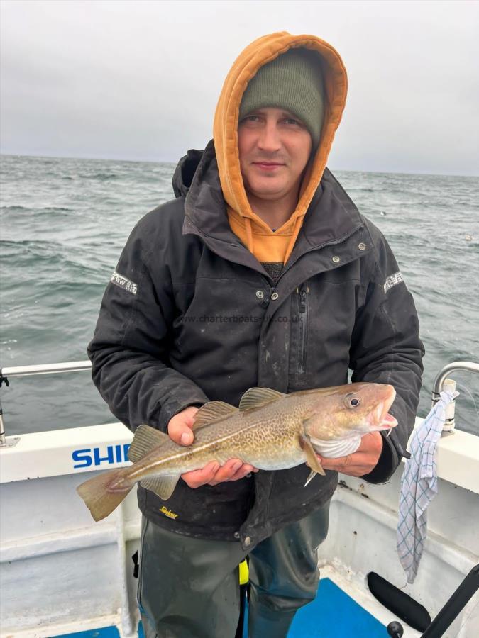 2 lb 8 oz Cod by Unknown