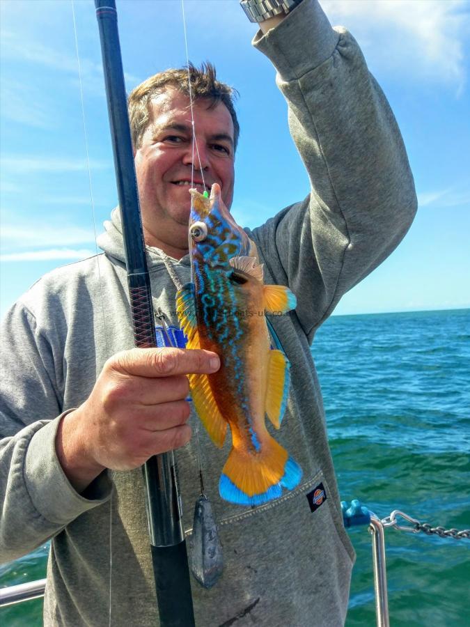 1 lb Corkwing Wrasse by Unknown