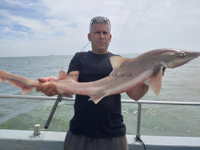 11 lb Smooth-hound (Common) by Curtis