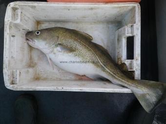 18 lb Cod by Unknown