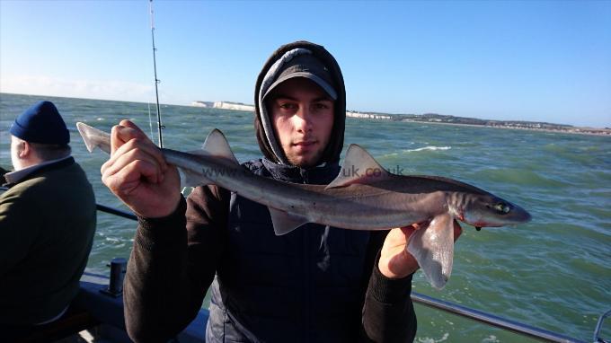 4 lb 8 oz Starry Smooth-hound by Dan from Kent