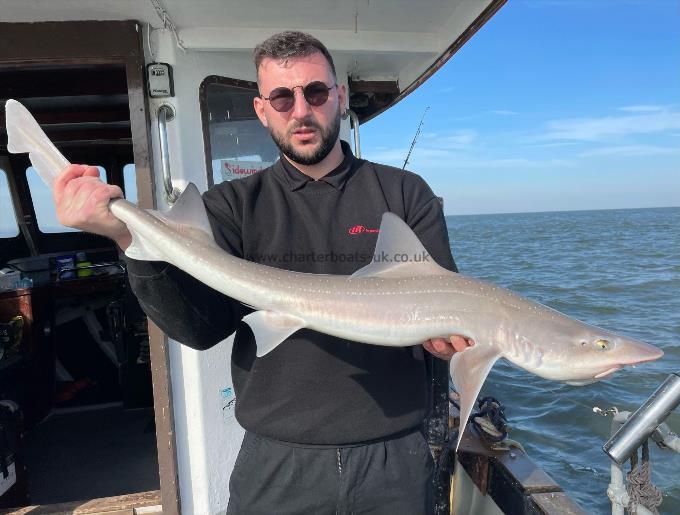 7 lb Starry Smooth-hound by Unknown