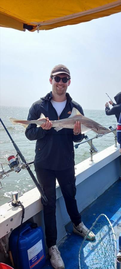 5 lb 2 oz Smooth-hound by Unknown