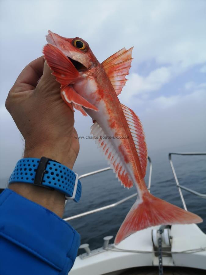 1 lb 2 oz Red Gurnard by Unknown