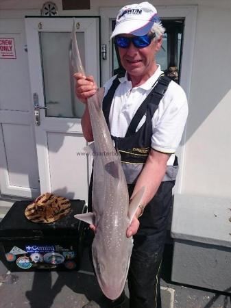 13 lb Starry Smooth-hound by Unknown