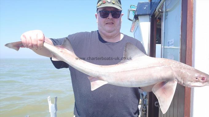 11 lb Starry Smooth-hound by Big nige