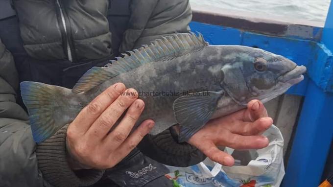 3 lb Ballan Wrasse by Unknown