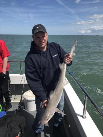 16 lb Starry Smooth-hound by Unknown