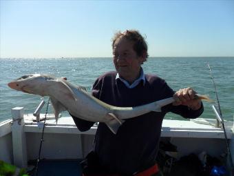 13 lb 8 oz Smooth-hound (Common) by George
