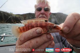 4 oz Goldsinny Wrasse by Dave