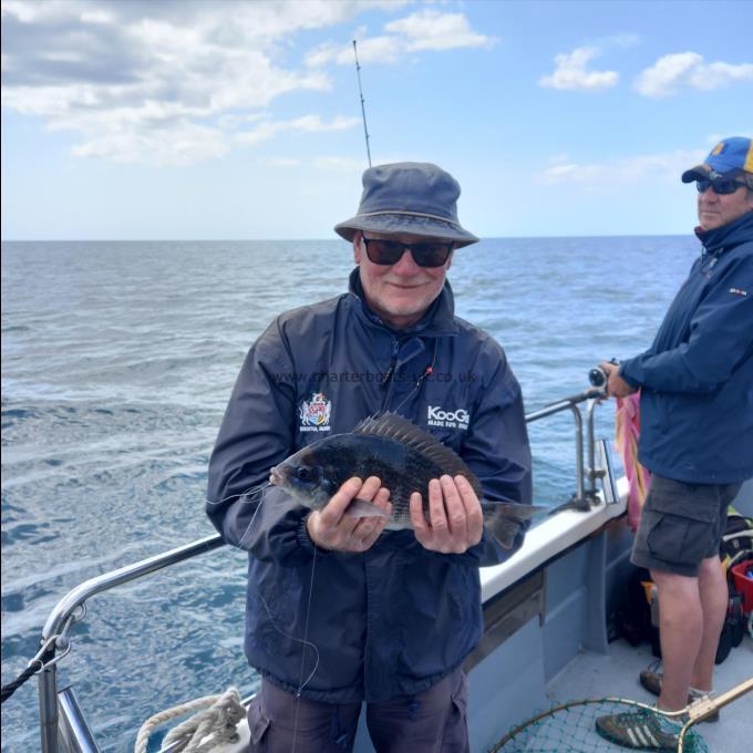 2 lb 8 oz Black Sea Bream by Unknown