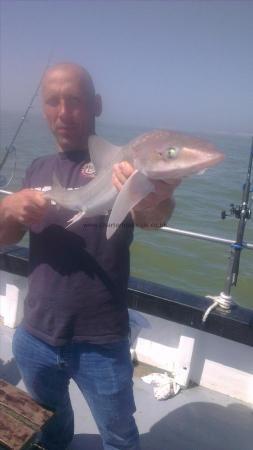6 lb 3 oz Starry Smooth-hound by julian from rumania