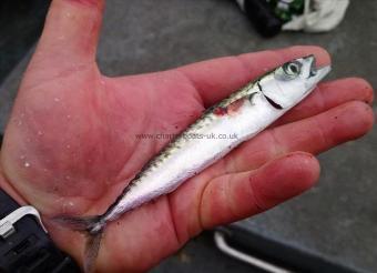 4 oz Mackerel by skipper dom