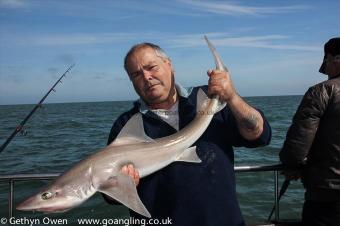 12 lb Starry Smooth-hound by Alex