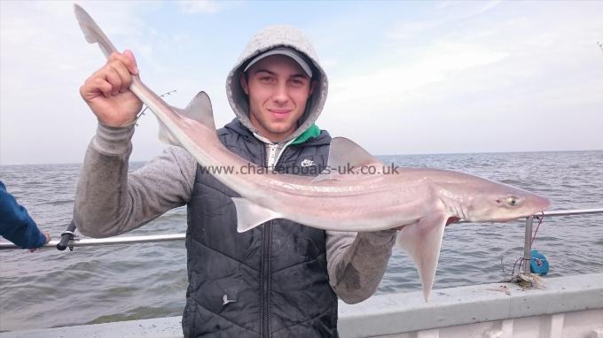6 lb 8 oz Starry Smooth-hound by Dan from Kent