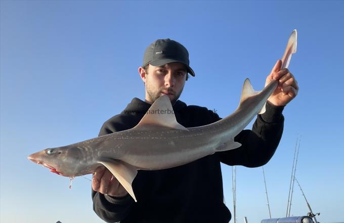 6 lb Smooth-hound by Unknown